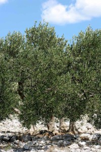 olivetree024