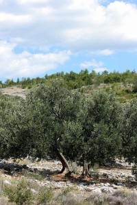 olivetree025