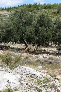 olivetree026