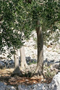 olivetree032