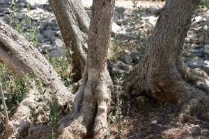 olivetree035