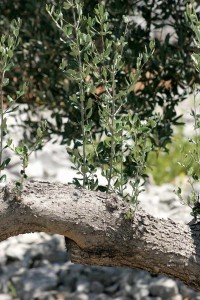 olivetree036