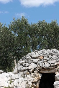 olivetree039