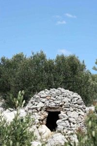 olivetree040