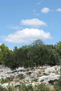 olivetree042