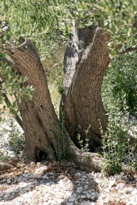 olivetree045