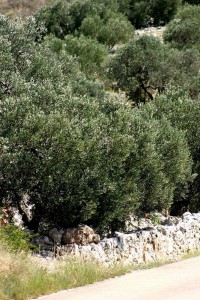 olivetree048