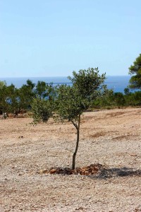 olivetree049