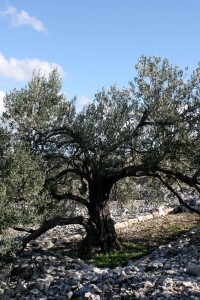 olivetree05029