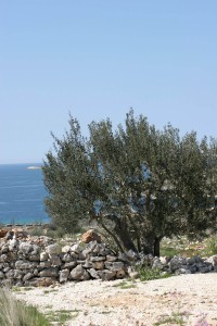 olivetree056