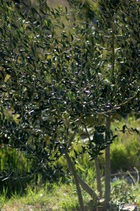 olivetree071