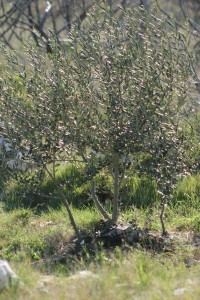 olivetree072