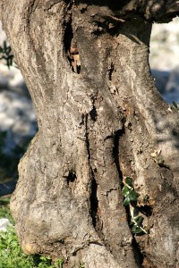 olivetree076