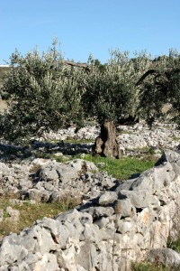 olivetree079