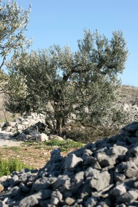 olivetree093