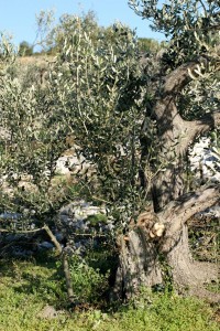 olivetree102