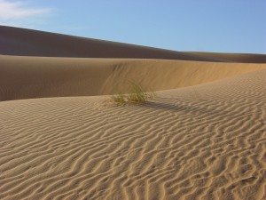 sahara-free-pic1919