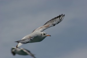 seagull-026