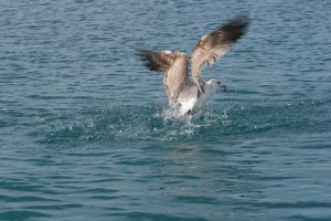 seagull-032