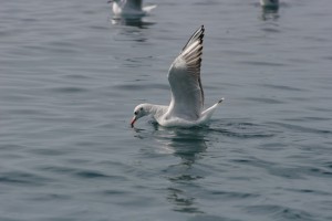 seagull-035