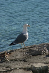 seagull-2