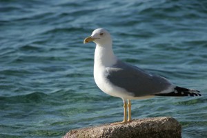 seagull-21