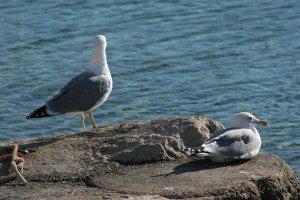 seagull-3