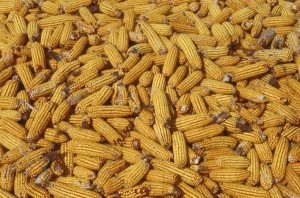corn-j7z2