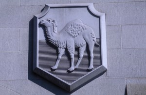 dromedary-673