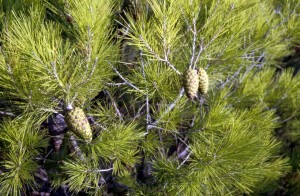 fir-cone-j7s