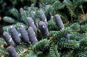 fir-cone-uv5w