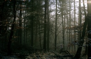 forest-9i7u