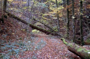 forest-j4r