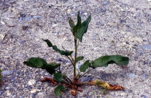 plant-a0wj