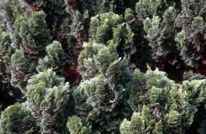 plant-fol2
