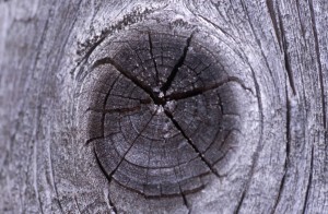 tree-794
