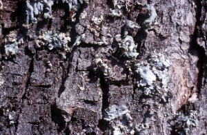 tree-bark-qowi