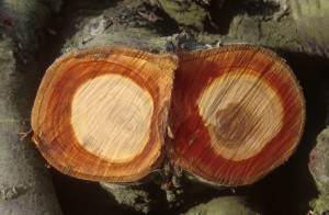 tree-g1o9
