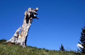 tree-j5c
