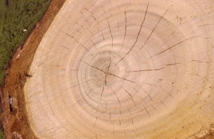 tree-l9js