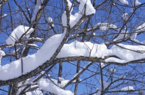 tree-snow-hzt7