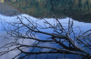 tree-water-b8i2