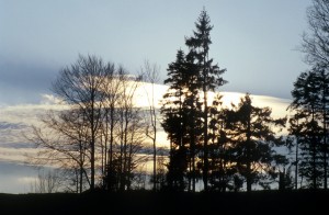 trees-sky-9i8