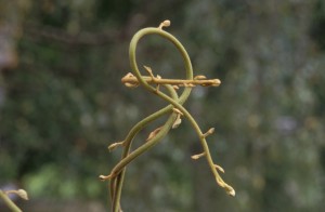 twig-9v5t