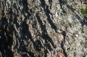 texture-014