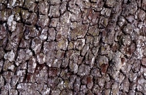 texture-08
