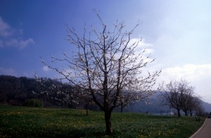 tree-02