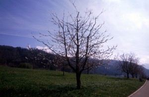 tree-03