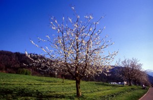 tree-05