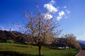 tree-06